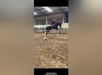 Irish Sport Horse, Gelding, 13 years, 16 hh, Black