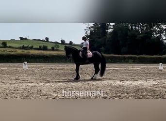 Irish Sport Horse, Gelding, 13 years, 16 hh, Black