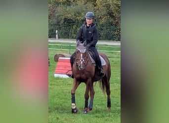 Irish Sport Horse, Gelding, 13 years, 16 hh, Chestnut-Red