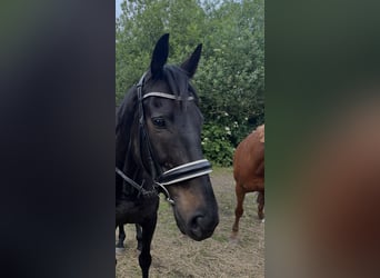 Irish Sport Horse, Gelding, 13 years, 17 hh, Bay-Dark