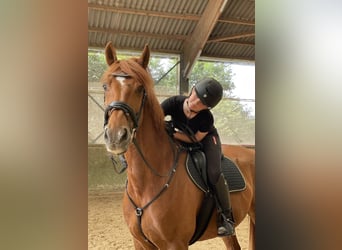 Irish Sport Horse, Gelding, 14 years, 16 hh, Chestnut-Red
