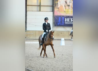 Irish Sport Horse, Gelding, 15 years, 14 hh, Chestnut-Red