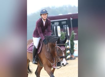 Irish Sport Horse, Gelding, 15 years, 16.1 hh, Brown