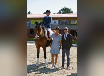 Irish Sport Horse, Gelding, 15 years, 16.1 hh, Brown