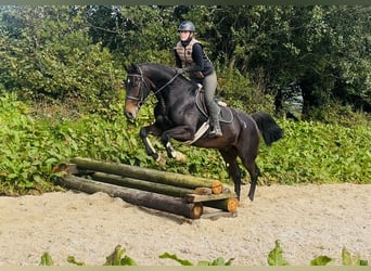 Irish Sport Horse, Gelding, 15 years, 16.1 hh