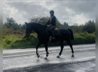 Irish Sport Horse, Gelding, 15 years, 16.1 hh