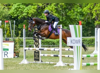 Irish Sport Horse, Gelding, 15 years, 16 hh, Bay-Dark