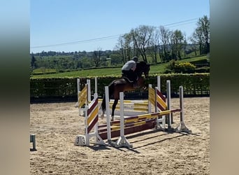 Irish Sport Horse, Gelding, 15 years, 17 hh, Brown