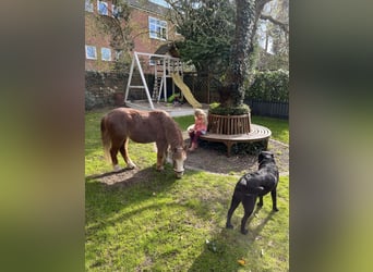 Irish Sport Horse Mix, Gelding, 16 years, 11.1 hh, Chestnut-Red