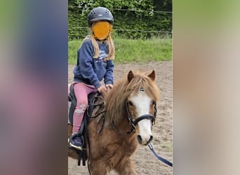 Irish Sport Horse Mix, Gelding, 16 years, 11.1 hh, Chestnut-Red