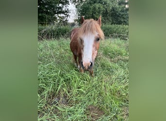 Irish Sport Horse Mix, Gelding, 16 years, 11.1 hh, Chestnut-Red
