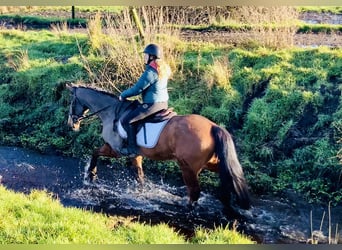 Irish Sport Horse, Gelding, 16 years, 14.2 hh, Brown