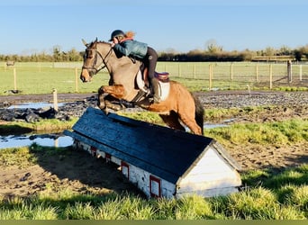 Irish Sport Horse, Gelding, 16 years, 14,2 hh, Brown