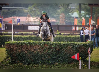 Irish Sport Horse, Gelding, 16 years, 15,2 hh, Grey-Fleabitten