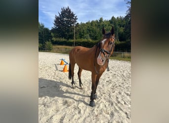Irish Sport Horse, Gelding, 16 years, 16 hh, Brown Irish Sport Horse, Gelding, 16 years, 16 hh, Brown