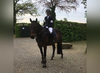Irish Sport Horse, Gelding, 16 years, 16 hh, Brown