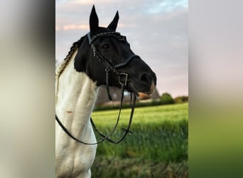Irish Sport Horse, Gelding, 16 years, 16,2 hh, Pinto