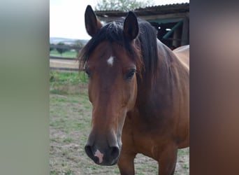 Irish Sport Horse, Gelding, 16 years