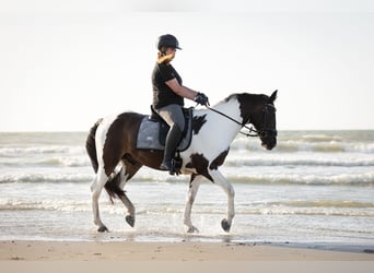 Irish Sport Horse, Gelding, 18 years, 14,1 hh, Pinto