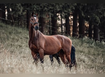 Irish Sport Horse, Gelding, 18 years, 16.2 hh, Bay-Dark