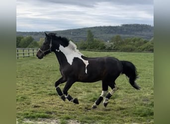 Irish Sport Horse, Gelding, 19 years, 16 hh, Pinto