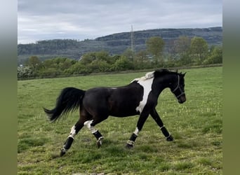 Irish Sport Horse, Gelding, 19 years, 16 hh, Pinto