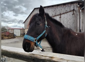 Irish Sport Horse Mix, Gelding, 20 years, 14.3 hh