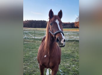 Irish Sport Horse Mix, Gelding, 23 years, 15,2 hh, Chestnut-Red