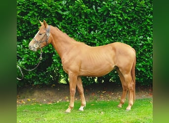 Irish Sport Horse, Gelding, 2 years, 15,2 hh, Chestnut