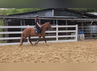 Irish Sport Horse, Gelding, 3 years, 14.3 hh, Chestnut-Red