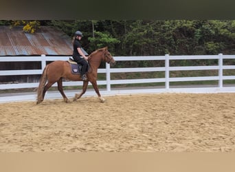 Irish Sport Horse, Gelding, 3 years, 14.3 hh, Chestnut-Red