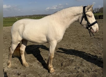 Irish Sport Horse, Gelding, 3 years, 14,1 hh, Cremello