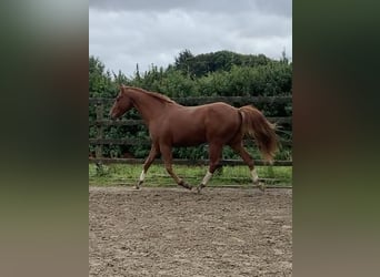 Irish Sport Horse, Gelding, 3 years, 15,2 hh, Chestnut