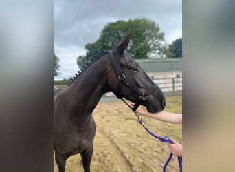 Irish Sport Horse, Gelding, 3 years, 15.3 hh, Bay-Dark