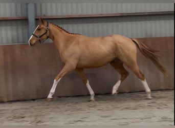 Irish Sport Horse, Gelding, 3 years, 15,3 hh, Chestnut-Red