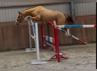 Irish Sport Horse, Gelding, 3 years, 15,3 hh, Chestnut-Red