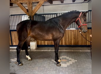 Irish Sport Horse, Gelding, 3 years, 16.1 hh, Bay-Dark