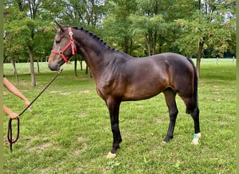 Irish Sport Horse, Gelding, 3 years, 16.1 hh, Bay-Dark
