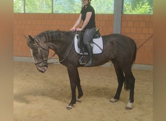 Irish Sport Horse, Gelding, 3 years, 16.1 hh, Grey-Dark-Tan