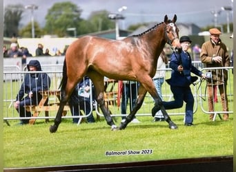 Irish Sport Horse, Gelding, 3 years, 16.3 hh, Bay