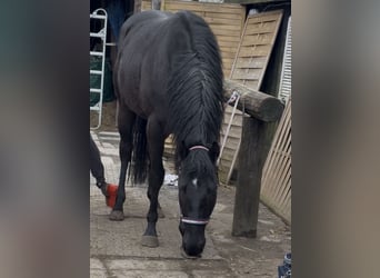 Irish Sport Horse, Gelding, 3 years, 16 hh, Black