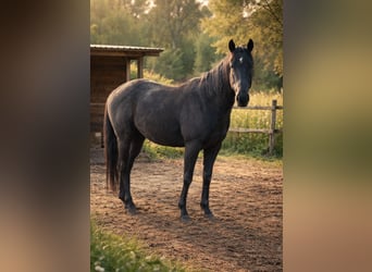 Irish Sport Horse, Gelding, 3 years, 16 hh, Black