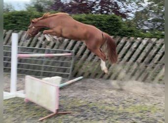 Irish Sport Horse, Gelding, 3 years, 16,1 hh, Chestnut
