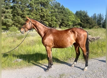Irish Sport Horse, Gelding, 3 years, Bay
