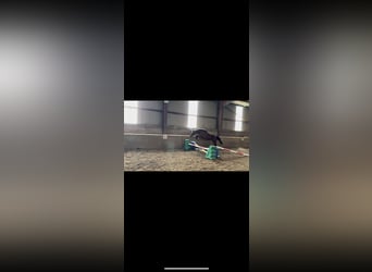 Irish Sport Horse Mix, Gelding, 3 years, Bay