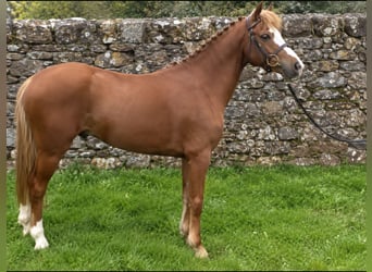 Irish Sport Horse, Gelding, 4 years, 12.2 hh, Chestnut