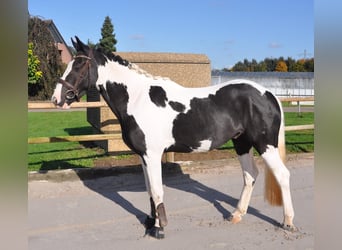 Irish Sport Horse, Gelding, 4 years, 14,1 hh, Pinto