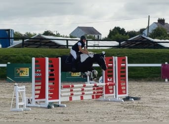 Irish Sport Horse, Gelding, 4 years, 14.1 hh, Pinto