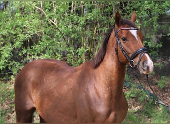 Irish Sport Horse Mix, Gelding, 4 years, 14.2 hh, Chestnut-Red