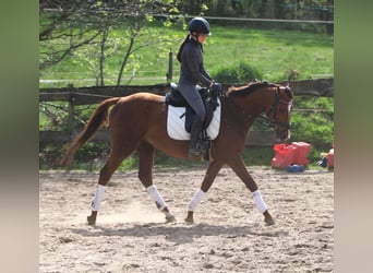 Irish Sport Horse Mix, Gelding, 4 years, 14.2 hh, Chestnut-Red